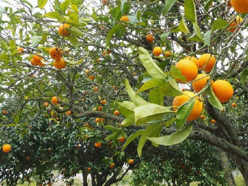 Orange spills due to rising temperature, loss of Rs 500 crore in Vidarbha | वाढत्या तापमानाचा फटका; संत्रा गळतीमुळे विदर्भात ५०० कोटींचे नुकसान, शेतकरी अडचणीत