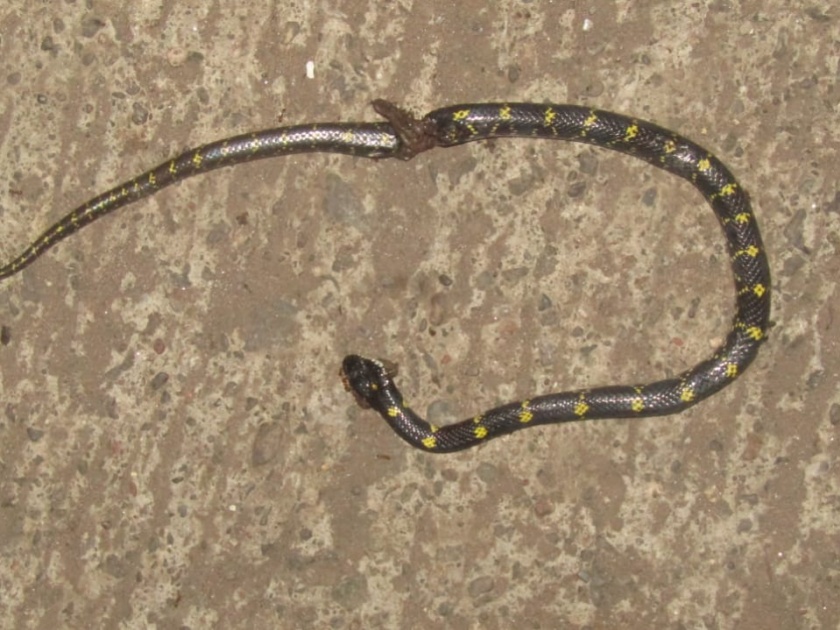 A yellow snake appeared in Shirala taluka for the first time | शिराळा तालुक्यात प्रथमच दिसला पिवळ्या ठिपक्याचा कवड्या साप