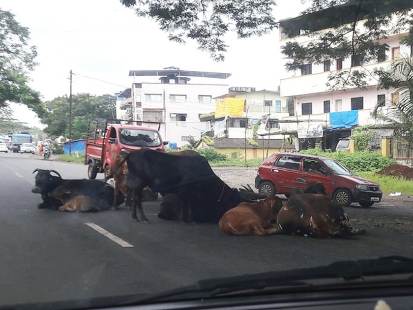 Direct traffic was on the nose due to cattle traffic | सरळगाव नाक्यावर होतेय गुरांमुळे वाहतूककोंडी