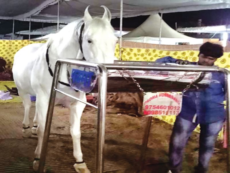 Sarangkheda horse box: Five crore rupees 'Padma', claiming to be descendant of Chetak of Maharana Pratap | सारंगखेडा घोडेबाजार : पाच कोटींची ‘पद्मा’, महाराणा प्रताप यांच्या चेतकची वंशज असल्याचा दावा