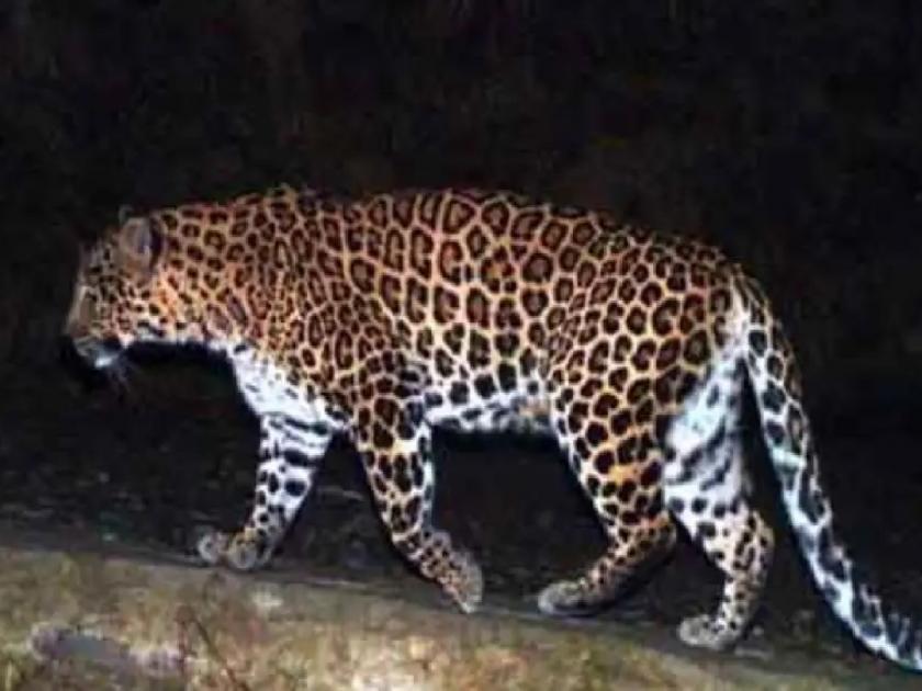 Leopards in Sarud area Kolhapur District, attacked animals | कोल्हापूर: सरुड परिसरात बिबट्याचा धुमाकुळ सुरूच, जनावरांचा पाडतोय फडशा