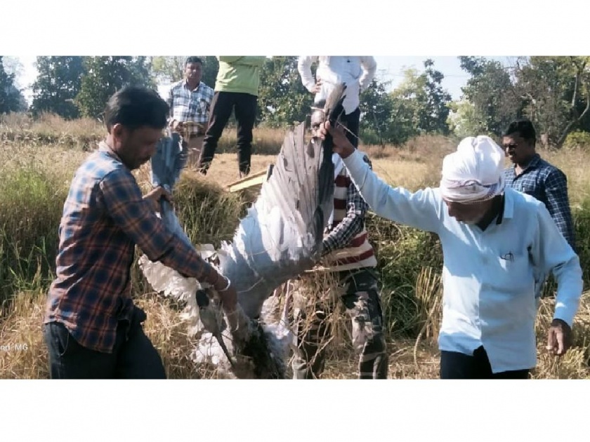 A pair of Sarus crane bird died of electrocution; only 36 Sarus crane birds left in Gondia | करंट लागून सारस जोडीचा मृत्यू; गोंदिया तालुक्याच्या कामठातील घटना
