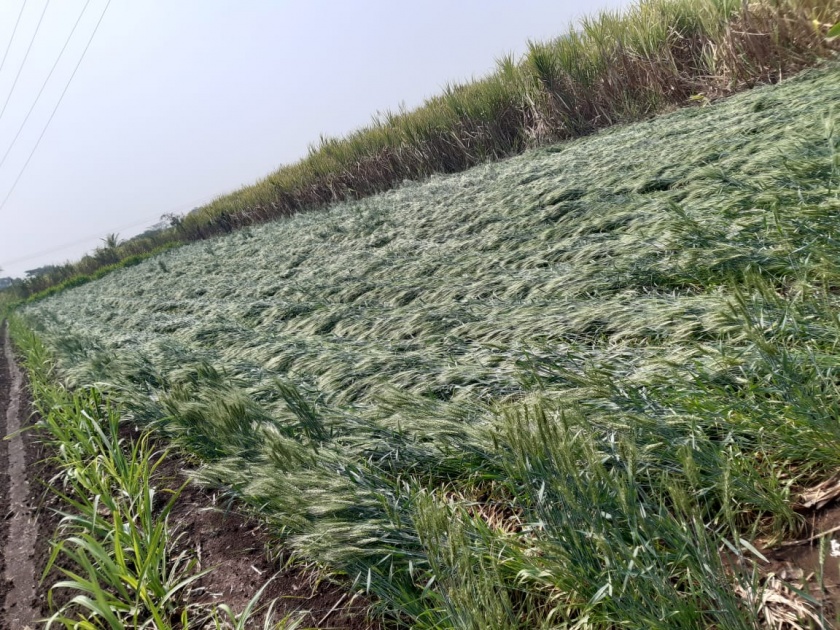 Damage to sugarcane, leafy vegetable crops including rabi due to heavy rains | वादळी पावसाने रब्बीसह ऊस, पालेभाज्या पिकांचे नुकसान
