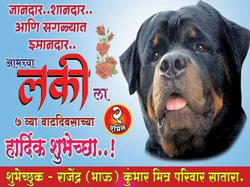 Birthday Celebration party of a dog at Satara | ‘जानदार..शानदार..आणि सगळ्यात इमानदार', शुभेच्छांचे फ्लेक्स लावत साजरा केला कुत्र्याचा वाढदिवस