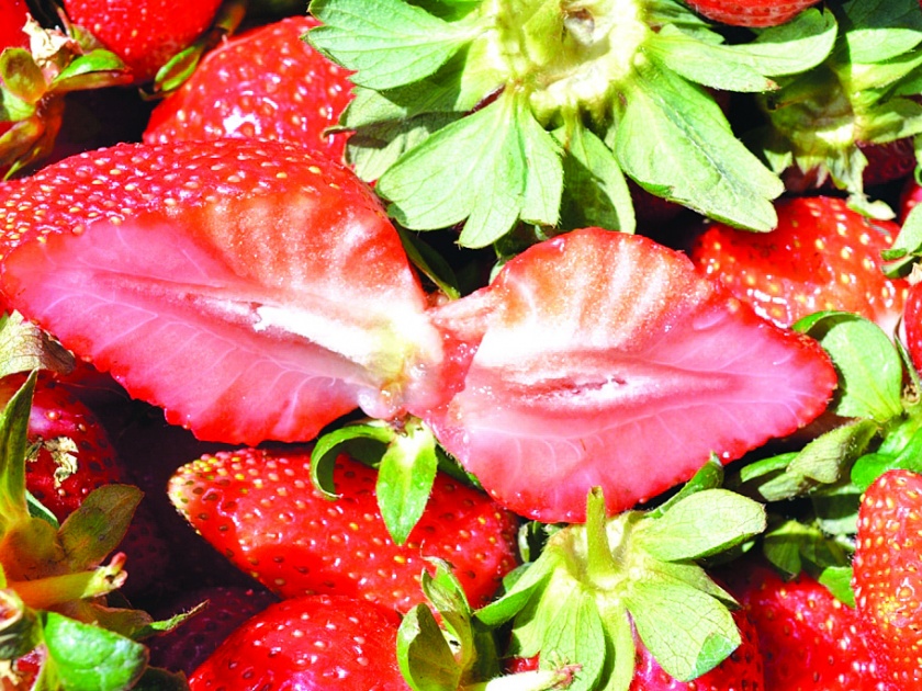 Crushing vegetables with cold strawberries - loss of millions of rupees | थंडीचा स्ट्रॉबेरीसह भाजीपाल्याला फटका -शेतकºयांचे लाखोंचे नुकसान