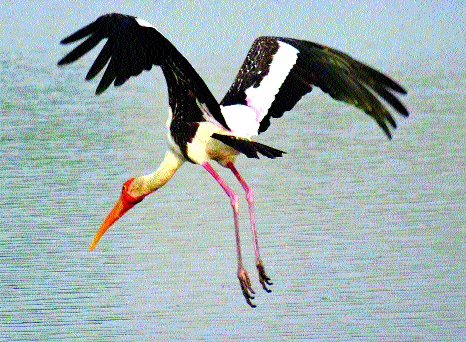 Migratory birds twitter in Yerala lake ... | येरळा तलावात स्थलांतरित पक्ष्यांचा किलबिलाट...