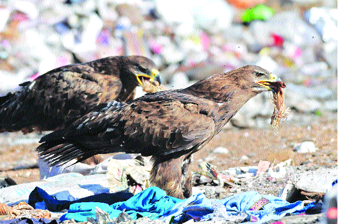 Mangolian eagles hit the cleanliness of five-fold cleanliness | पाचगणीतील स्वच्छतेचा मंगोलीयन गरुडांना फटका