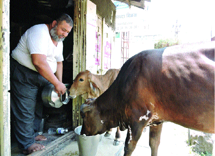 For ten years, the cows who were thirsty in the courtyard of Salimbhavai saturated! | दहा वर्षांपासून सलीमभार्इंच्या अंगणात तहानलेल्या गायी तृप्त !