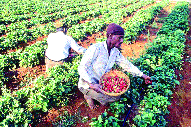 400 farmers graduate in strawberry growers | स्ट्रॉबेरी उत्पादकांमध्ये ४०० शेतकरी पदवीधर