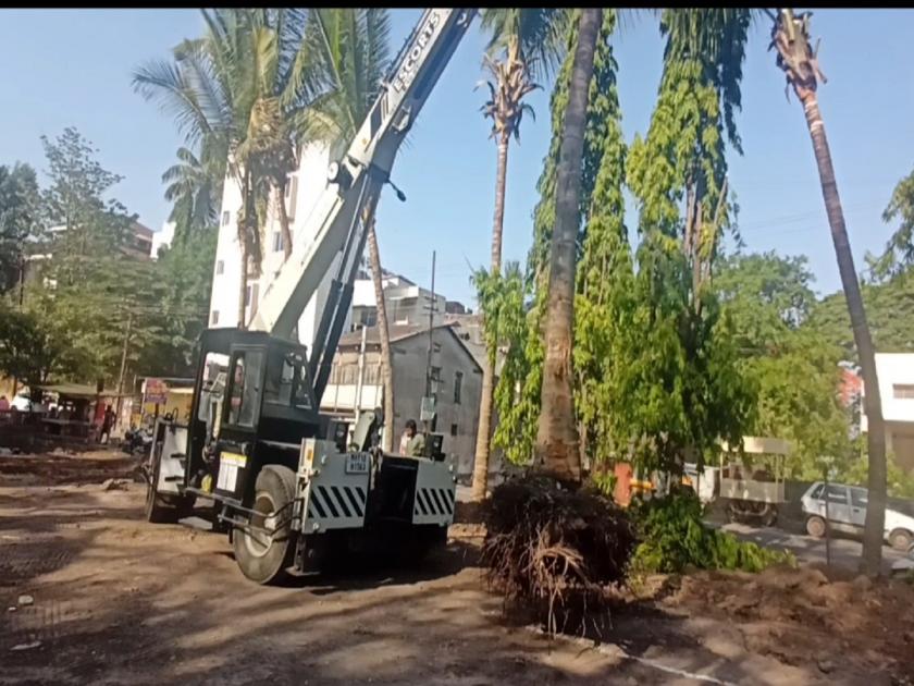 Transplantation of 9 trees obstructing construction in Satara | साताऱ्यातील 'आर्यांग्ल' कडून ९ कल्पवृक्षांना जीवदान, २० वर्षांच्या झाडांचे केले प्रत्यारोपण