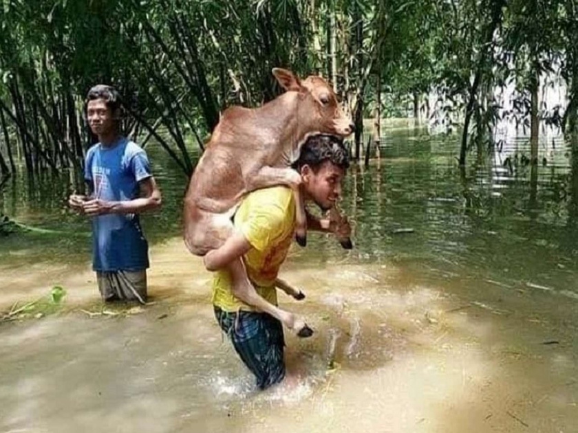 Who is this young man who rescues a cow's calf from the floodwaters? Learn Viral Truth | पुराच्या पाण्यातून गाईच्या वासरला वाचवणारा हा तरुण नेमका कुठला? जाणून घ्या व्हायरल सत्य
