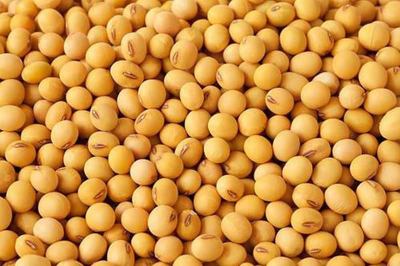 Subsidy on soybean seeds stalled! | सोयाबीन बियाण्यावरील अनुदान रखडले!