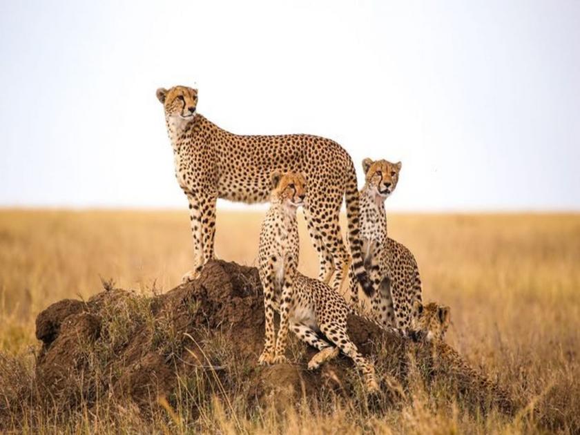 8 cheetahs to arrive this week: Chartered flight with vets, chopper ride after 70 years | ७० वर्षांनी देशात चित्ते गुरगुरणार; शनिवारी राष्ट्रीय उद्यानात होणार दाखल