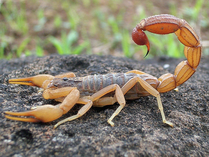 story of the scorpion that taught the lesson | बोध देऊन गेलेल्या विंचवाची गोष्ट