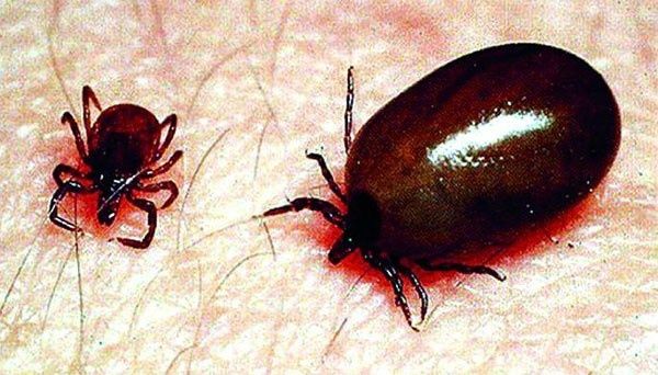 Scrub Typhus patients increase in Nagpur | नागपुरात  स्क्रब टायफसच्या रुग्णांत वाढ