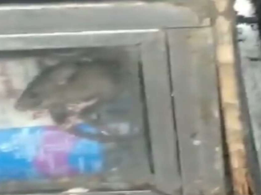 Bandra station stall closed after rat video goes viral | वांद्रे स्थानकावरील उंदरांचा 'तो' स्टॉल बंद