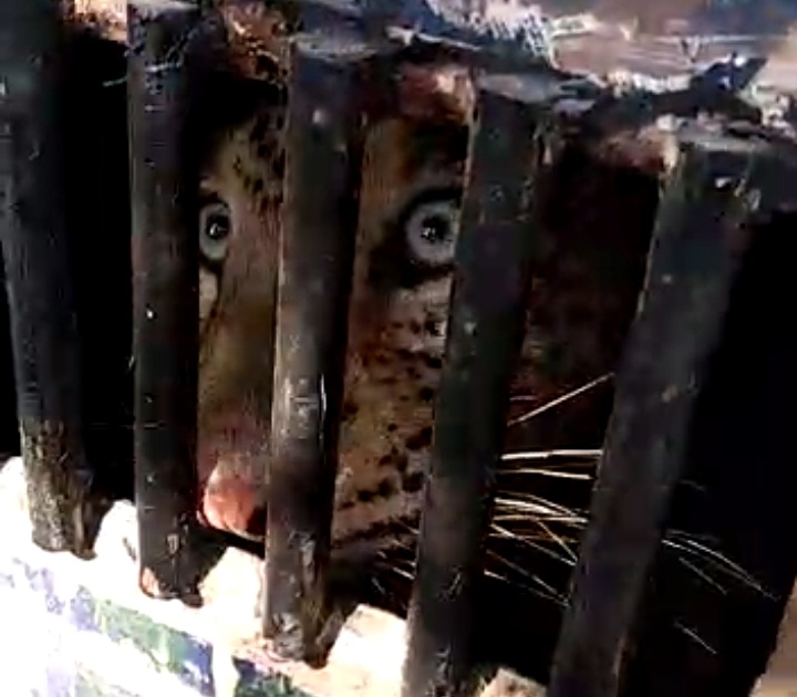 Leopards finally trapped in a cage set up by the forest department in Madhi area | मढी परिसरात वन विभागाने लावलेल्या पिंज-यात बिबट्या अखेर जेरबंद