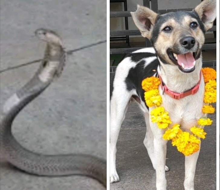 Well done! "Khandu dog 'Alertness': the snake bite was averted and the lives of the students were saved | 'खंडू'ने केलं 'अलर्ट' म्हणून सर्पदंशाचा धोका टळला; विद्यार्थ्यांचे वाचले प्राण