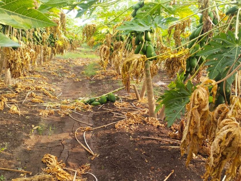 Crop damage in 510 acres due to storm, unseasonal rain in Washim | वादळवारा, अवकाळी पावसामुळे ५१० एकरातील पिकांचे नुकसान!