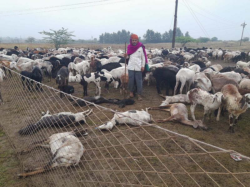 Ahmednagar Unseasonal rains; 20 sheep and lambs dead; Likely to increase the number of dead sheep | अवकाळी पावसाचा फटका; 20 मेंढ्यांचा-कोकरांचा मृत्यू; मृत मेंढ्यांच्या संख्येत वाढ होण्याची शक्यता