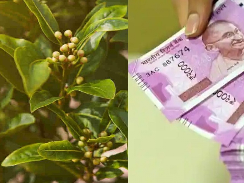 Business Idea: Earning a Lifetime from Bay leaf Farming; 50 trees can give you Rs 2.50 lakh per annum | Business Idea: आयुष्यभर कमाई! या पानांची 50 झाडे लावा; वर्षाला 2.50 लाखांचे उत्पन्न मिळवा 
