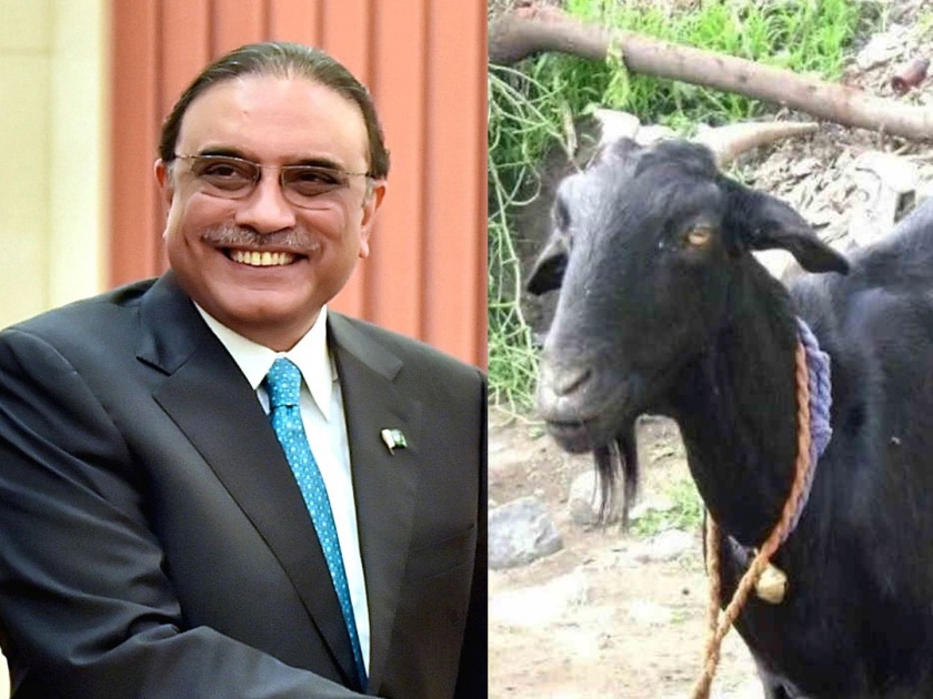 Pakistan political news why did asif ali zardari used to kill a black goat daily; know about it | ...तेव्हा रोज काळ्या बकऱ्याची 'कुर्बानी' का द्यायचे आसिफ अली झरदारी? दुसऱ्यांदा होणार पाकिस्तानचे राष्ट्रपती?