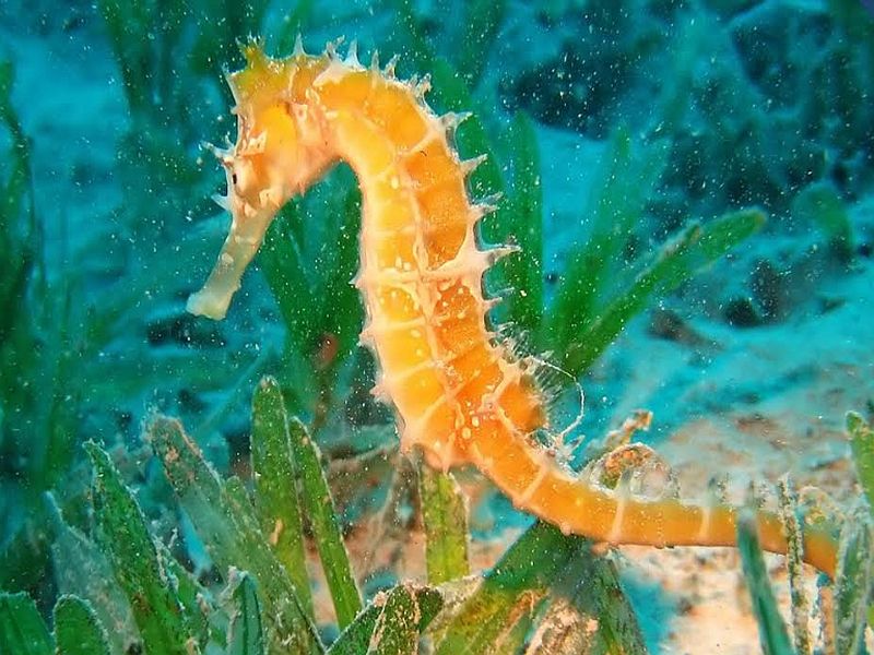Endanger the lives of 'sea horse' to enhance the aquarium's beauty | एक्वेरियमची शोभा वाढविण्यासाठी ‘पाणघोड्यांचे’ जीवन धोक्यात