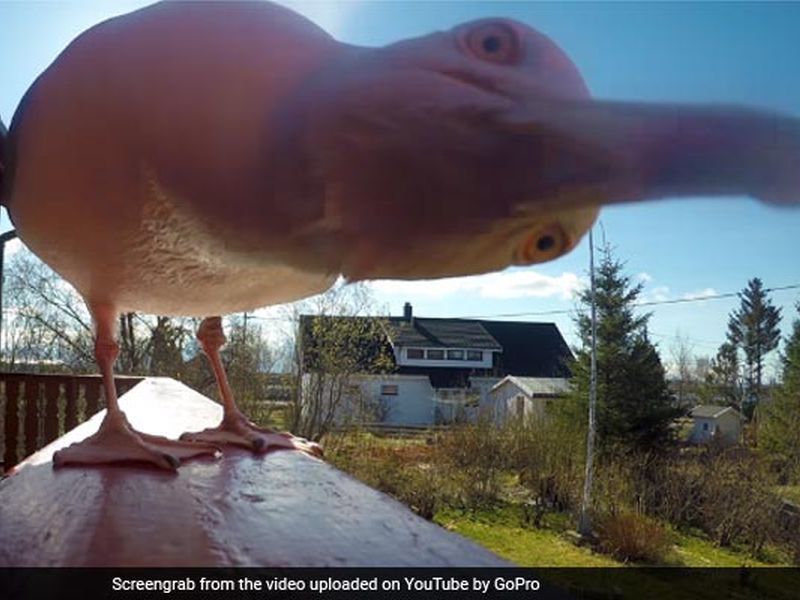 video captured by birds has incredible footage | व्हिडिओ काढताना पक्ष्याने चोरला कॅमेरा, त्यानंतर मिळाले ‘असे’ अप्रतिम फुटेज