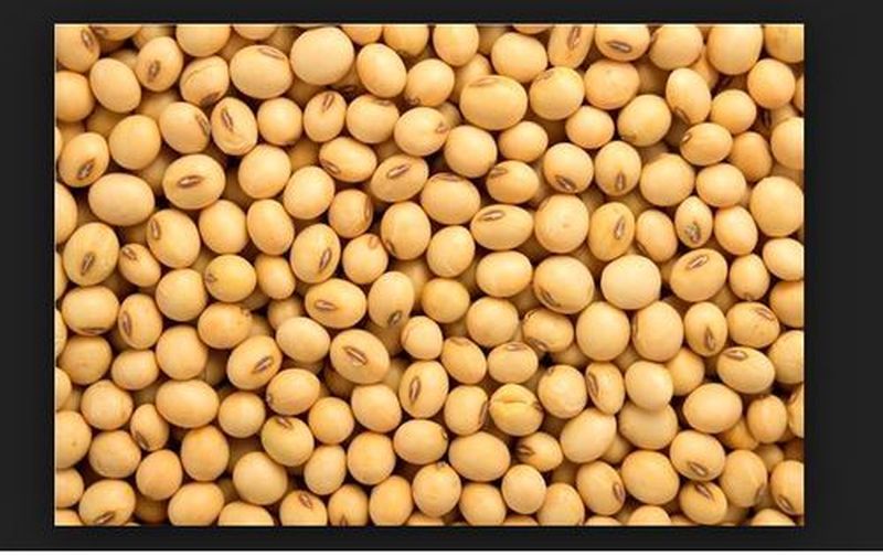 This year, Mahabeej will give 4.25 lakh quintals of soybean seeds! | यावर्षी महाबीज देणार ४.२५ लाख क्ंिवटल सोयाबीन बियाणे !