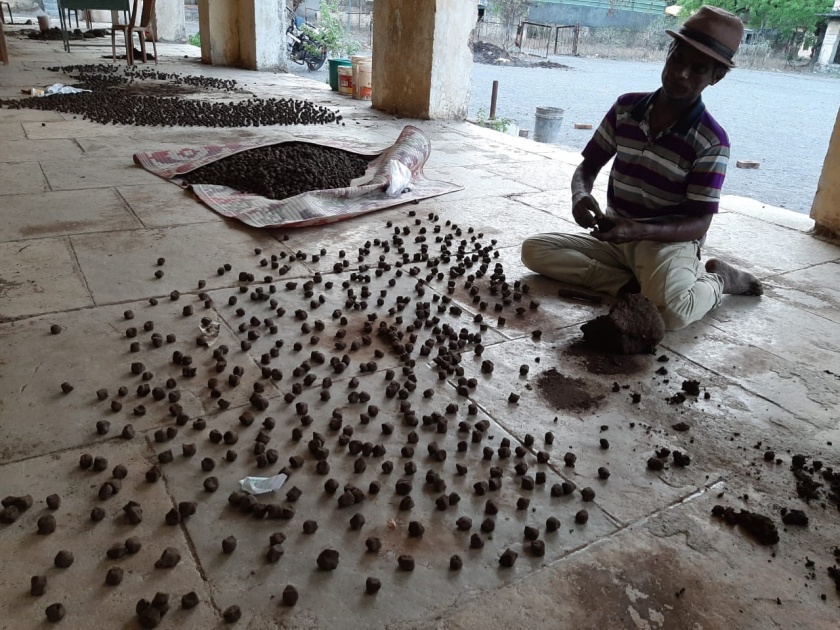 10,000 seed bombs ready for tree planting | वृक्ष लागवडीसाठी १० हजार सीड बॉम्ब तयार