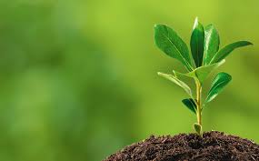 This year, 6 lakh 50 thousand seedlings will be planted! | यंदा ६ लाख ५० हजार रोपांची होणार लागवड !