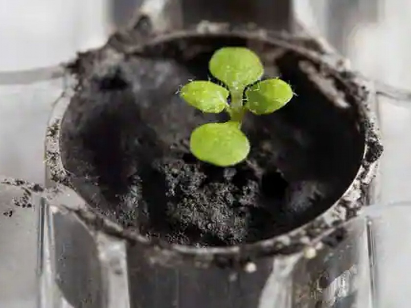 Awesome experiment! Plants grown in soil brought from the moon | Moon Soil Plant: अफलातून प्रयोग! चंद्रावरून आणलेल्या मातीत उगवले रोपटे