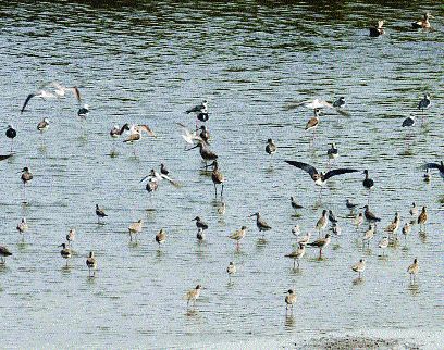 Traffic of migratory birds in the Gulf of Kharghar | खारघर येथील खाडीत स्थलांतरित पक्ष्यांची रेलचेल