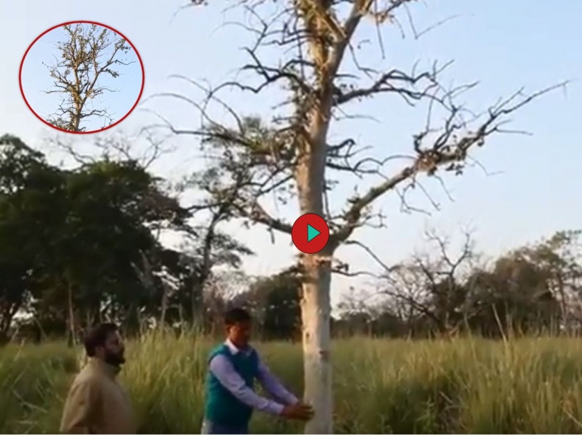 Did you see Shaking tree; Surender Mehra IFS share a video, Watch | Shaking tree : झाडालाही गुदगुदल्या होतात; विश्वास नाही बसत, मग पाहा हा व्हिडीओ