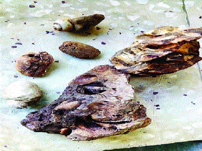  Sea to Yavatmal; Fossil found, white bearded rock in the forest | यवतमाळपर्यंत होता समुद्र; जीवाश्म सापडले, पांढरकवडा जंगलात शंख-शंपल्यांचे खडक