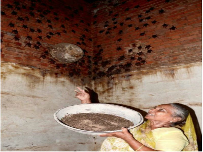 This ‘bat woman’ is not scared of Nipah virus | 'ही' महिला घरामध्ये सांभाळतेय 400 वटवाघुळं, पण निपाहची अजिबात भीती नाही