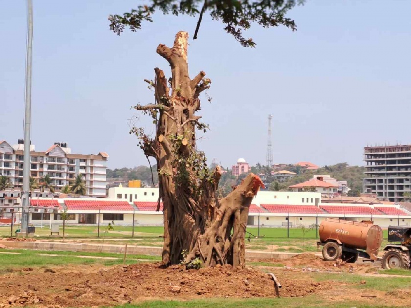 Migration of 'that' banyan tree from Santinez to Kampala; Smart city administration will take care of the tree | सांतीनेझ येथील 'त्या' वटवृक्षाचे कांपाल येथे स्थलांतर; स्मार्ट सिटी प्रशासन घेणार झाडाची काळजी