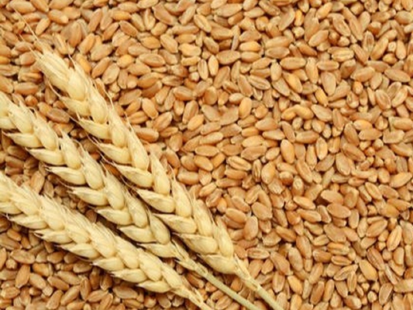 Gold price of Indian wheat due to Russia-Ukraine war; Genuine sharbati wheat at Rs. 5,000 per quintal | रशिया-युक्रेन युद्धाने भारतीय गव्हाला सोन्याचा भाव; अस्सल शरबती गहू ५ हजार रुपये क्विंटलवर