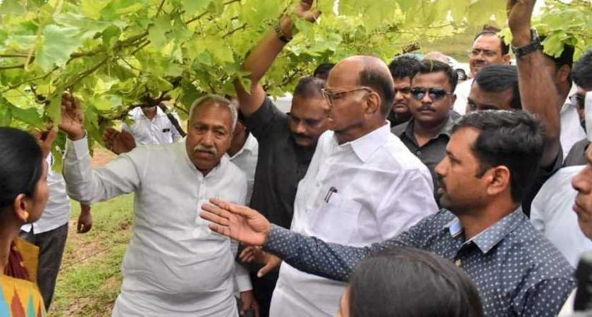 Sharad Pawar: A leader who brought about radical change in the field of agriculture | शरद पवार : कृषी क्षेत्रात आमूलाग्र बदल घडवणारा नेता