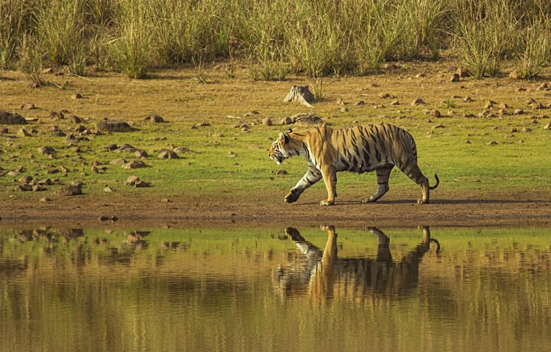 1,250 cameras to be installed at Tadoba Tiger Reserve; The number of tigers will be known | ताडोबा व्याघ्र प्रकल्पात बसविणार १,२५० कॅमेरे; वाघांची संख्या कळणार