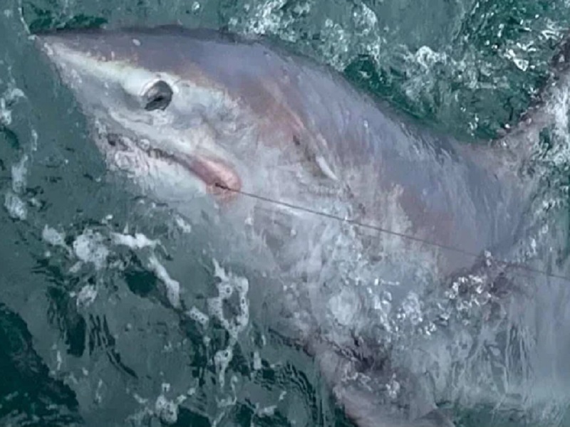 Fisherman catches 7-foot-long shark in uk, see VIDEO | मच्छीमाराने पकडला तब्बल 7 फूट लांबीचा शार्क मासा, पाहा VIDEO