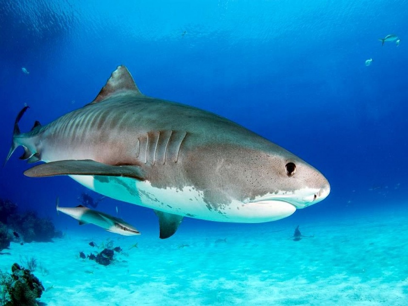 British swimmers attacked by tiger shark | स्वीमिंगसाठी गेलेली व्यक्ती झाली होती बेपत्ता, शार्कच्या पोटात सापडला हात आणि लग्नाची रिंग!