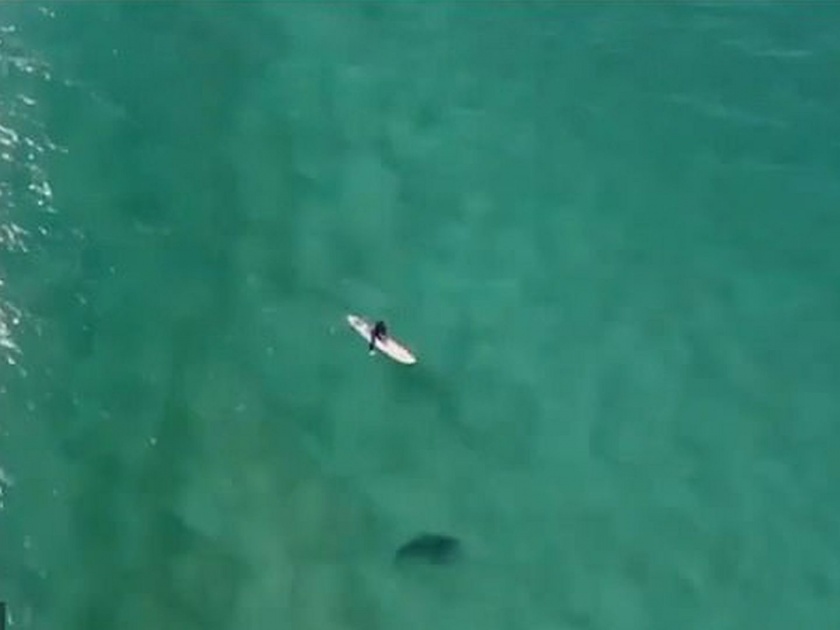 Viral Video: Drone pilot saves surfer from shark using speakers | Viral Video : समुद्रात आराम करत असलेल्या सर्फरकडे वेगाने जात होता शार्क आणि...