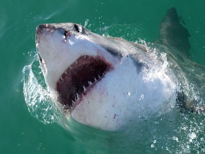 Usa massachusetts shark jumps out of water snatches fish viral video | मासा पकडण्यासाठी गळ टाकला अन् अचानक शार्क आला; पाहा थरारक व्हिडीओ