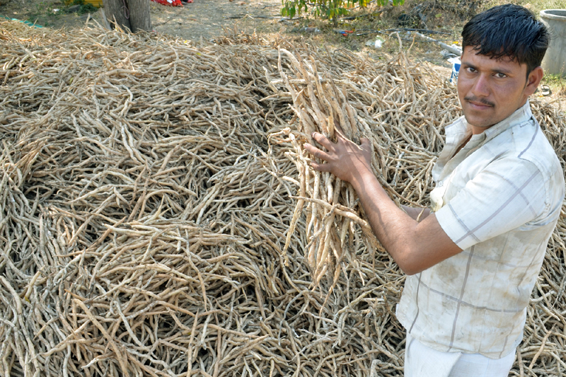 A 22-year-old young farmer from Ransomle received financial stability from 'Shatavari' product | रानमसले येथील २२ वर्षांच्या युवा शेतकºयाने ‘शतावरी’च्या उत्पादनातून साधले आर्थिक स्थैर्य