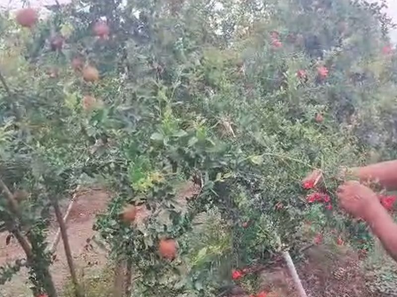 Excitement due to theft of pomegranates stuck on a tree, hit of four lakhs; Incident in Solapur | अडीच एकरावरील तयार डाळींब रातोरात गायब; सोलापुरातील शेतकऱ्याचं ४ लाखांचं नुकसान