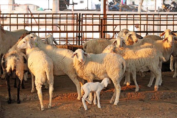  8 goats die with 3 sheep due to unknown disease | अज्ञात रोगाने १५० मेंढ्यांसह ५० शेळ्यांचा मृत्यू
