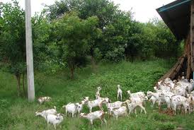 Farmers of Borchhed have four sheep in a vertical crop! | बोरखेड येथील शेतकर्‍यांनी उभ्या पिकात चारली मेंढरं!