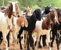 70 people 'goat' under the name of goat; Fraud of Rs | शेळीच्या नावाखाली ७० लोकांचा ‘बकरा’; सव्वातीन कोटींची केली फसवणूक