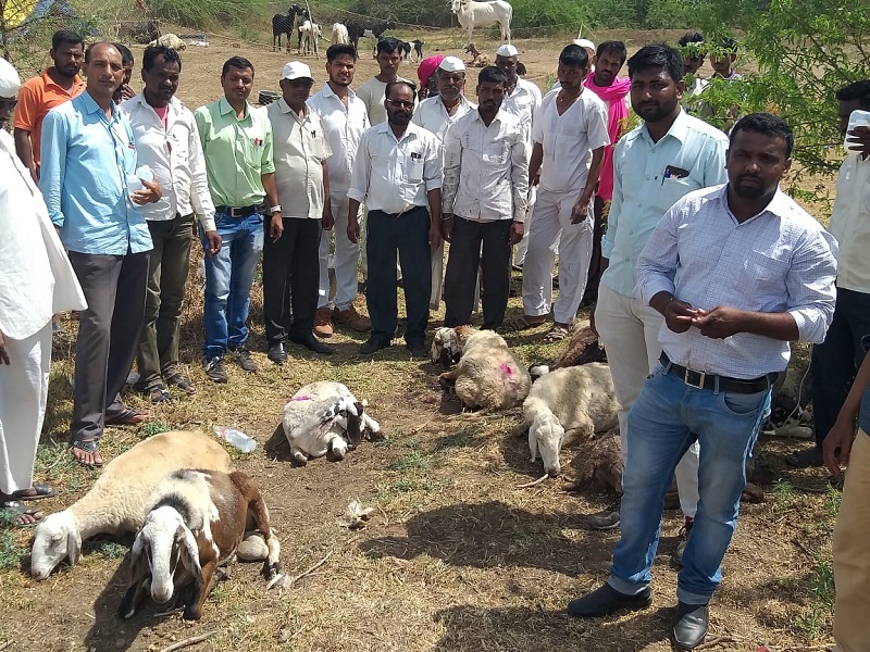 46 sheep and goats die after eating poisonous grass | विषारी गवत खाल्ल्याने ४६ शेळ््या-मेढ्यांचा मृत्यू